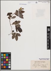 Foto von Salix cinerea L.